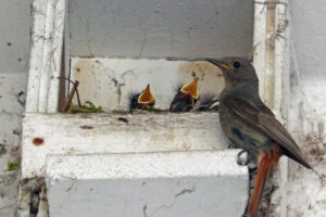 Service -Best Pest Control Company in Dubai ,Uae | Highline Pest Control