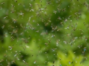 Service - Best Pest Control Company in Dubai ,Uae | Highline Pest Control